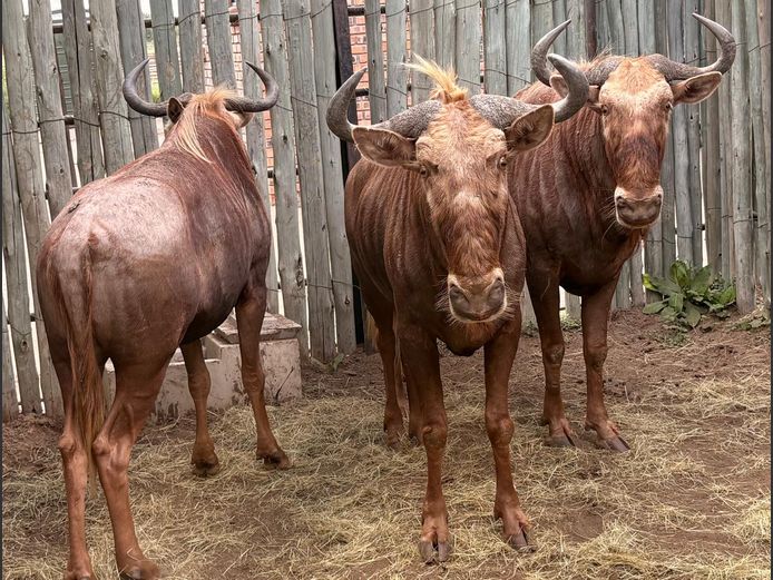 Goue Wildebees Bulle