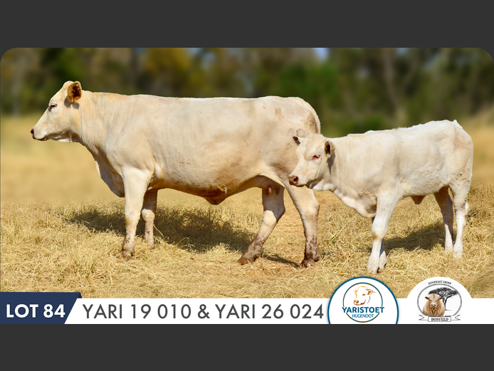 YARI190010 HH | YARI STUD