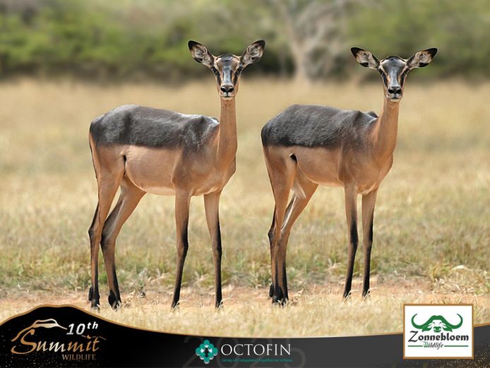 Saddleback Impala Ewes ILT 24 2/8" ram	