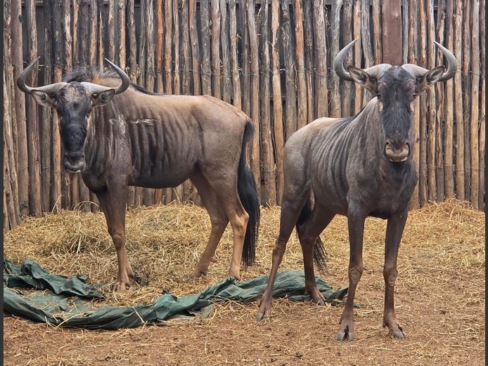 BLOUWILDEBEES | THABA BOTALA GAME