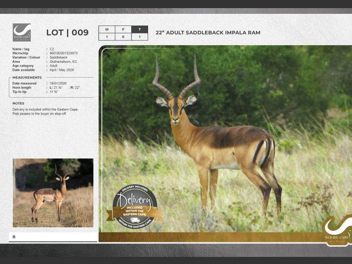 Impala - Saddleback | Woody Cape Wildlife (Pty) Ltd
