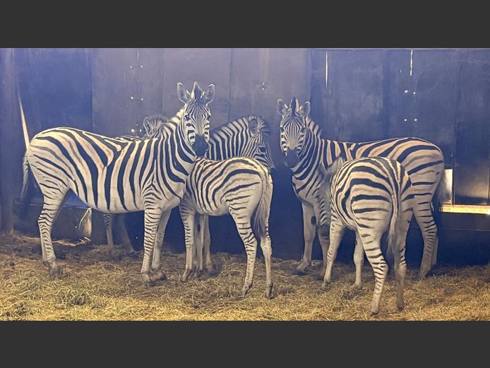 Zebras