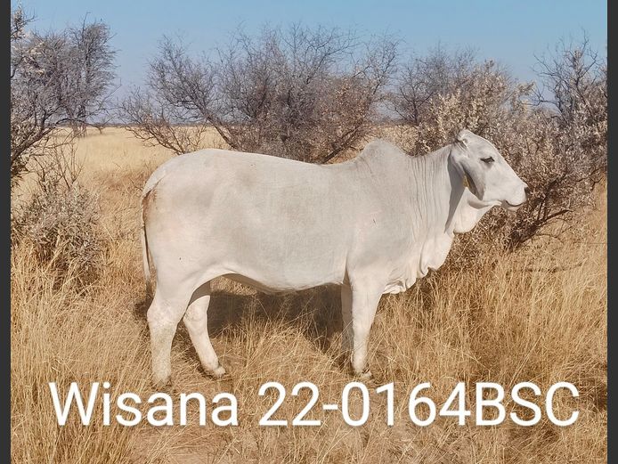 22-0164BSC | WISANA BRAHMAN
