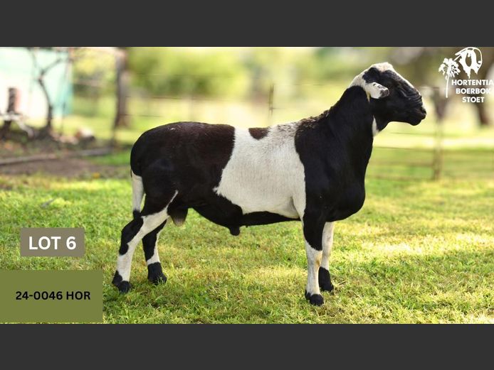 24-0046HOR | HORTENTIA MEATMASTERS