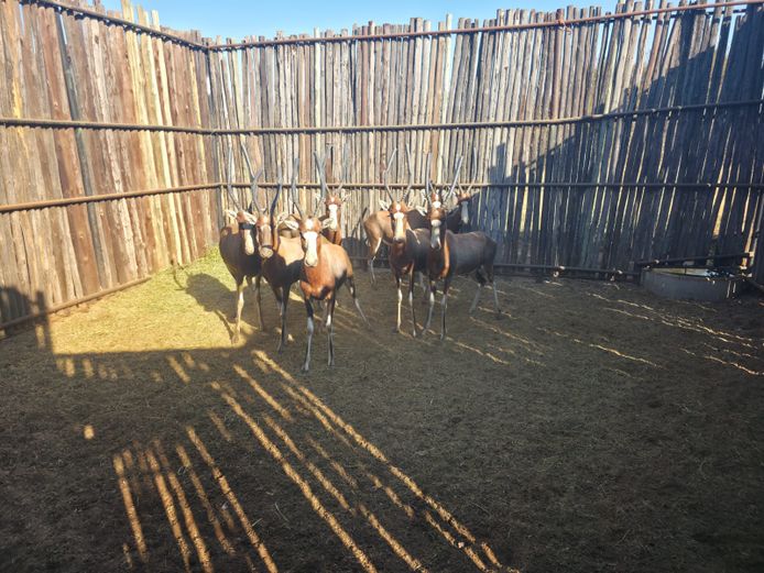 BLESBOK | NYLSVLEI