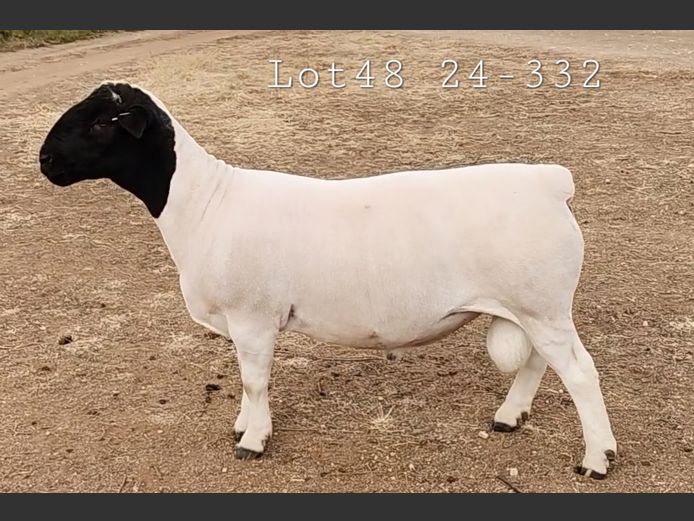 24 332 | Rikus van der Merwe