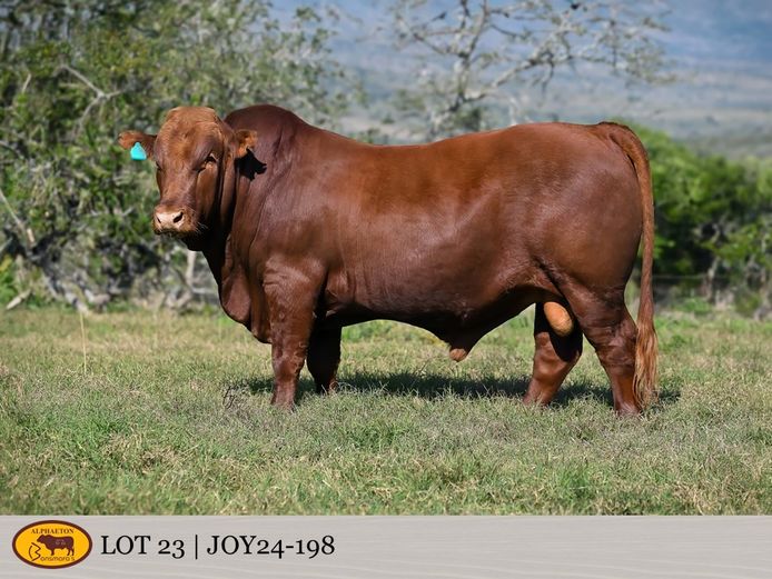 JOY240198 | FETTING LIVESTOCK TRUST