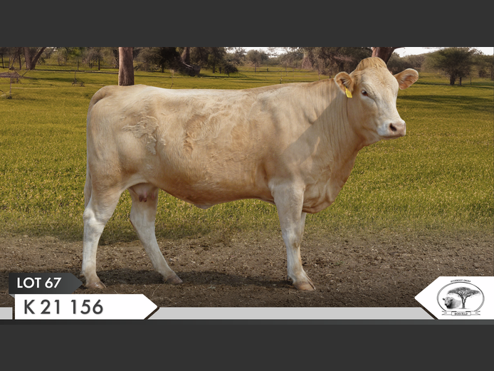 K 210156 | KOPERKOP HUGENOOT STOET