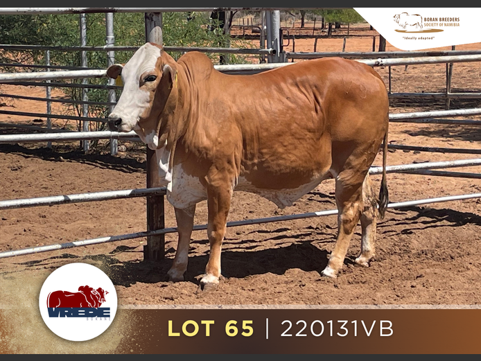 23-0031VB | VREDE BORANS