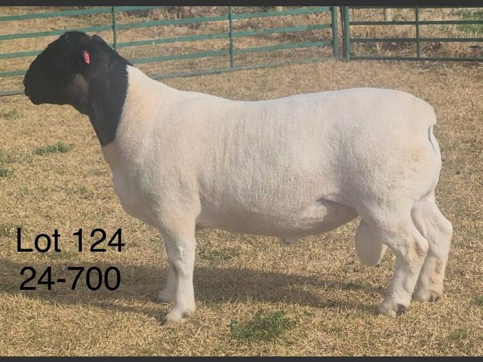 24-700 | DIRK LOTTER