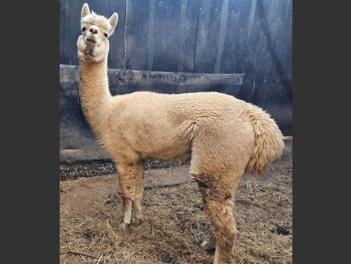 ALPACA (no vat) | EB WILD