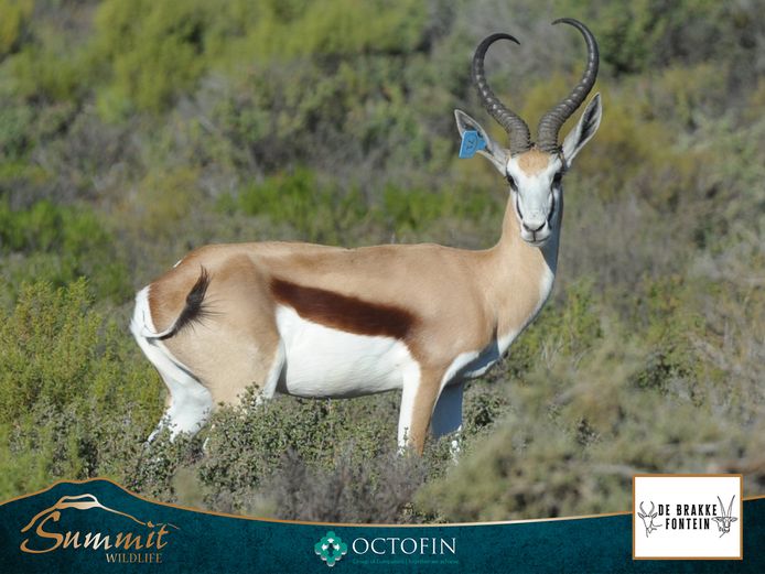 17 6/8" SPRINGBOK RAM