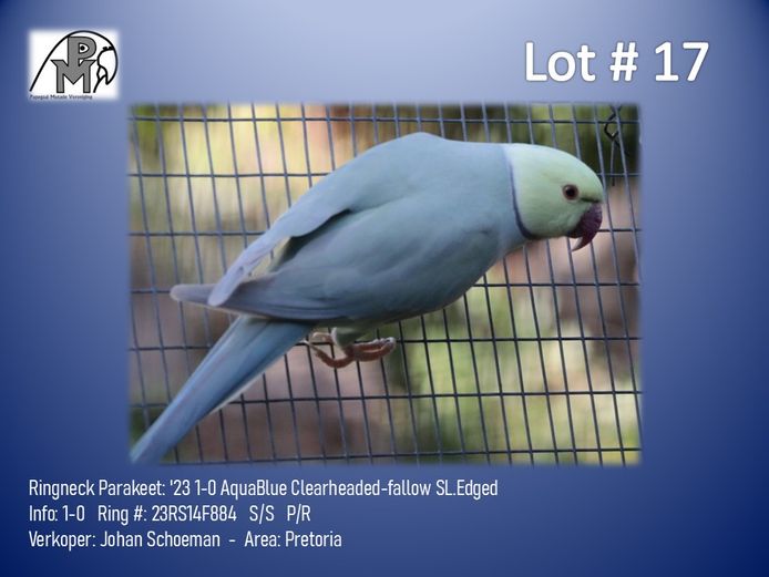1-0 '23 Ringneck Parakeet: AquaBlue Clearheaded-fallow SL.Edged - Johan Schoeman