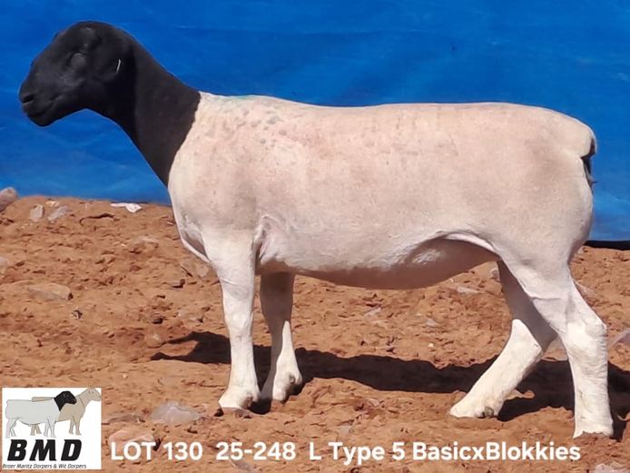 25-248 | BROER MARITZ DORPERS