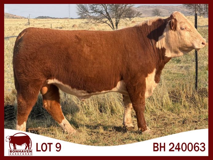 BH240063 SC | BONHAVEN HEREFORDS