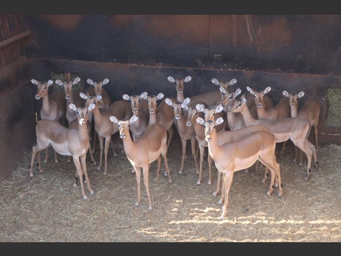 Rooibokke