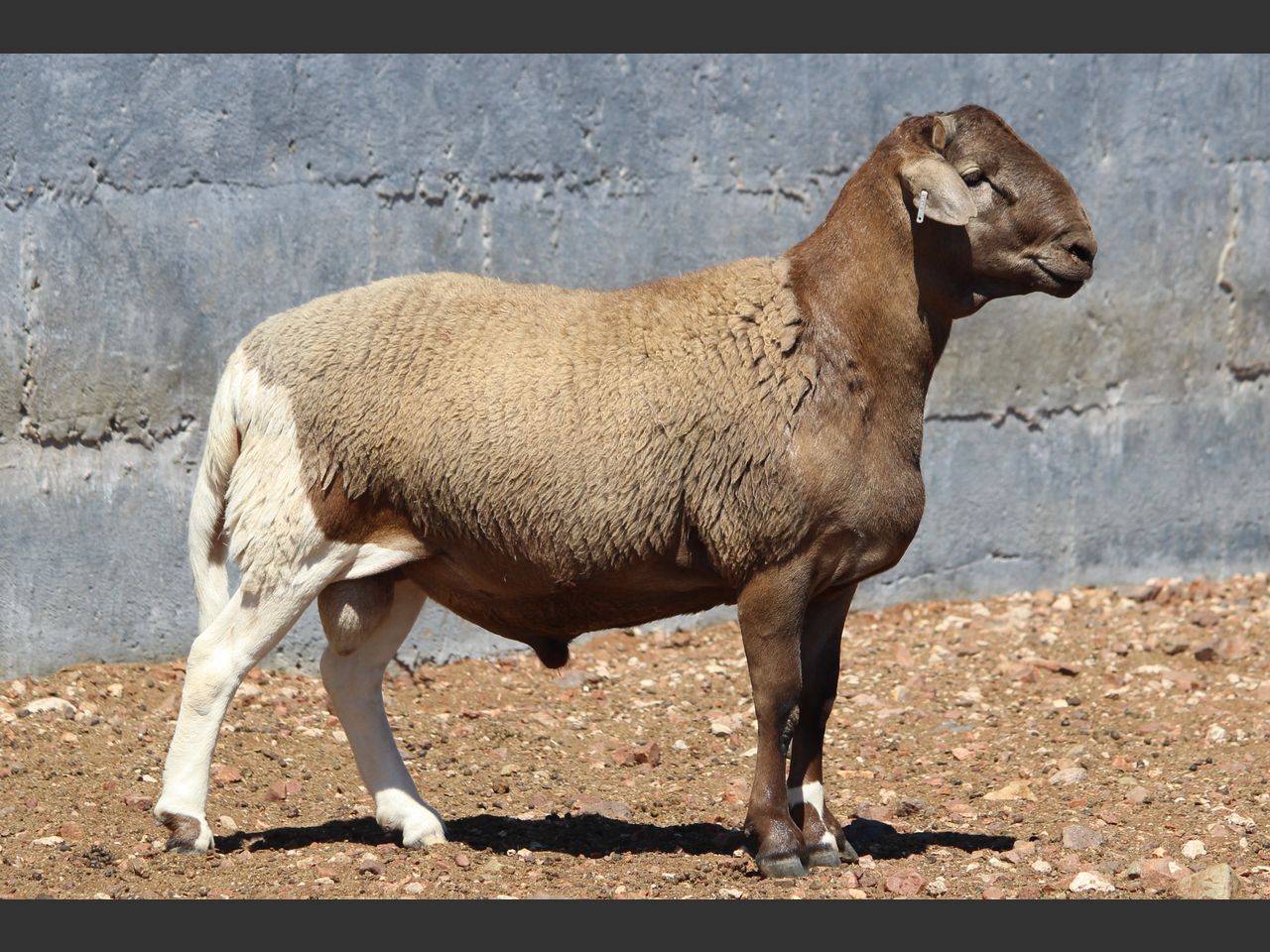 Lot 45 | KALAHARI KAROO MEATMASTER GROEP 38STE VEILING | SwiftVEE ...