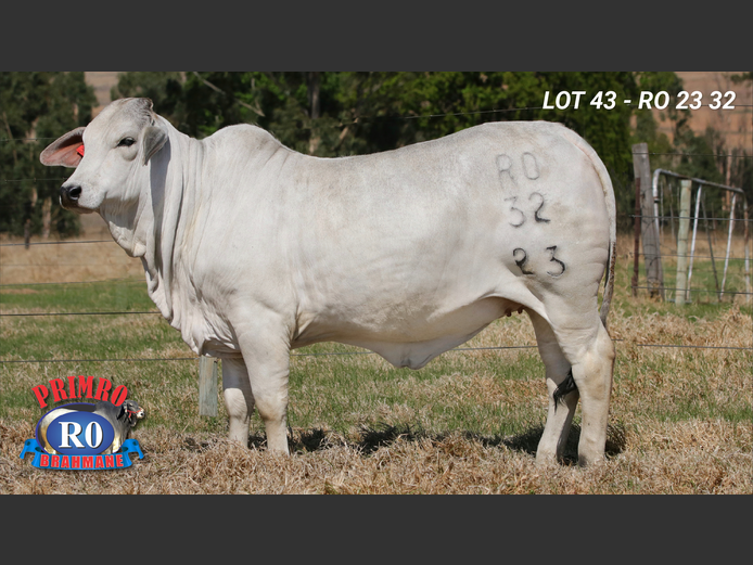 RO2332 | ROODE CJ & WJ