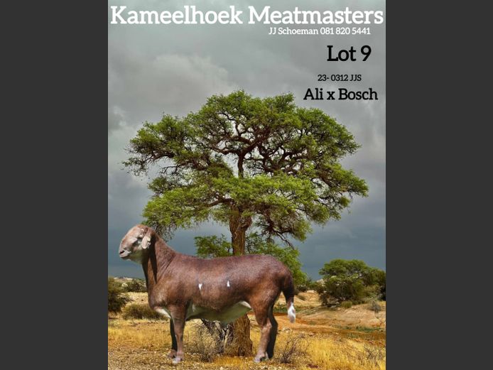 23-312 JJS | KAMEELHOEK (Joché Schoeman)