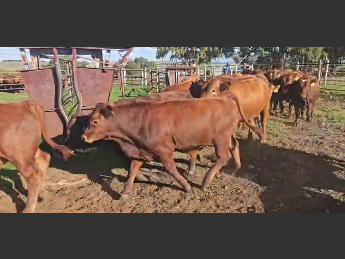 Weaners 