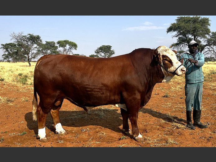 WAL2253 | WALSIM SIMMENTALERS