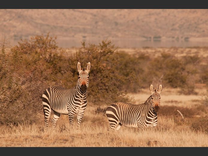 Mountain Zebra Mixed |  SANParks - Mountain Zebra National Park