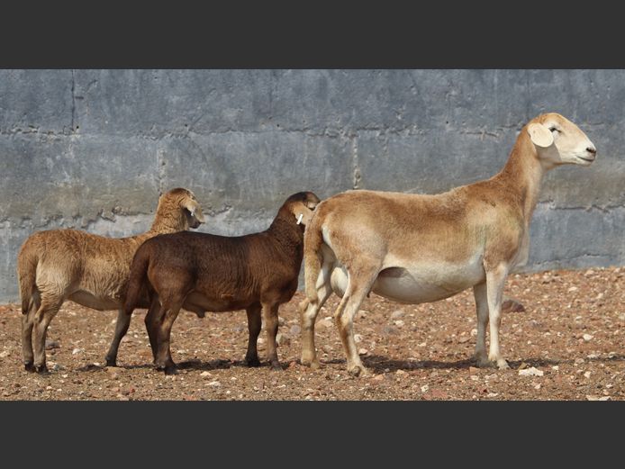 CRL 22.509 | Riaan Liebenberg - Hanri Meatmasters