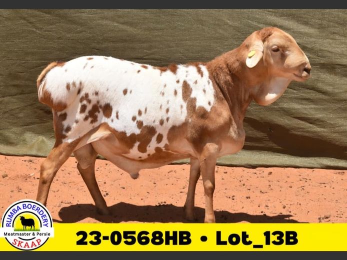 23-0568HB | RUMBA PERSIE