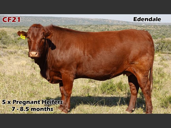 Commercial Females | Edendale