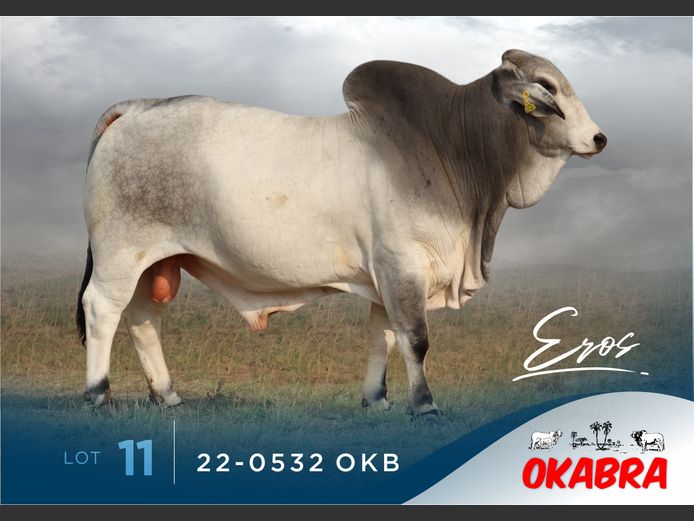 22-0532 OKB | OKABRA BRAHMANS