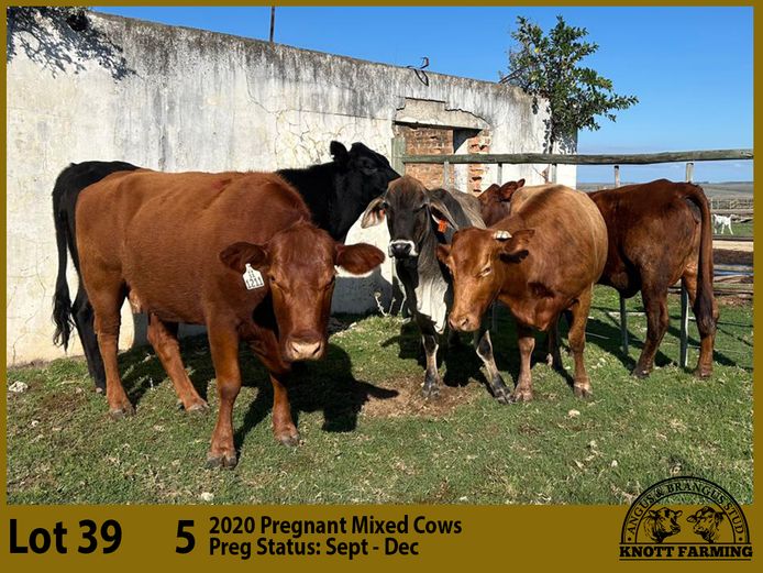 Commercial Animals | Knott Farming