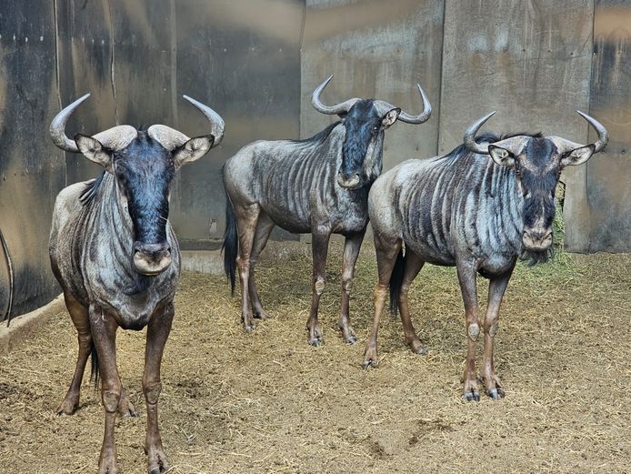 BLUE WILDEBEEST | DAGBREEK
