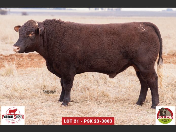 PSX 233803 | POTHOU BK