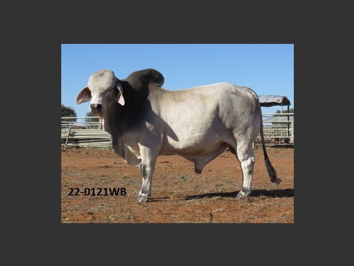 22-0121WB | WOKUMA BRAHMAN