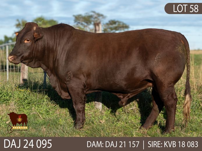 DAJ 240095 | J.D. STIRK