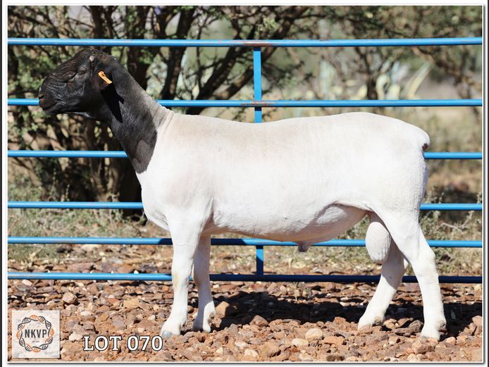 1772 24 0258 | H.G HUMAN