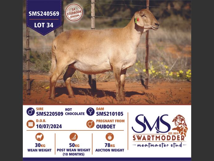 SMS240569 | SWARTMODDER MEATMASTER STUD