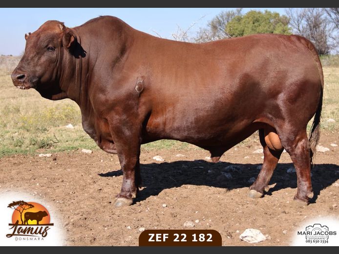 ZEF220182 HH(c) | LAMUS BONSMARA