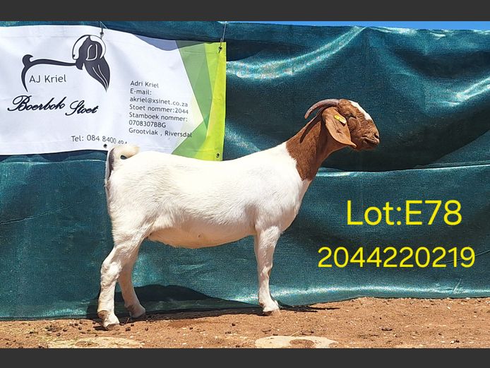 22219 | Grootvlak Boerbokke