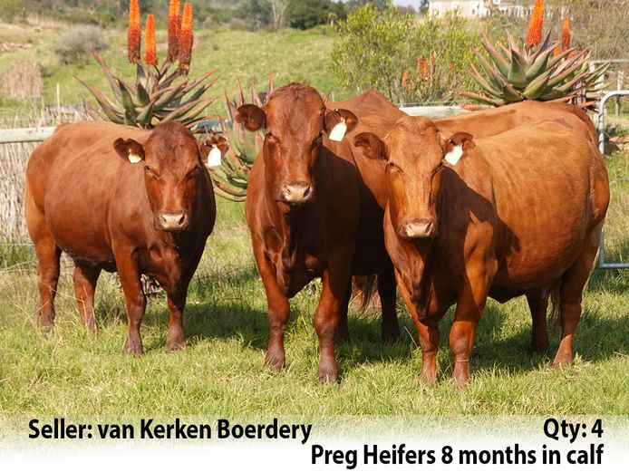 Commercial Animals | van Kerken Boerdery