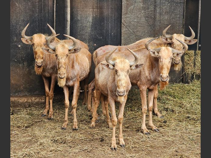 GOUE KONING WILDEBEES | RDB SAFARIS