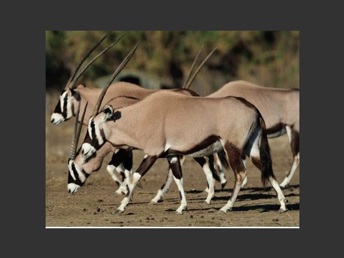 Gemsbuck | Inyathi