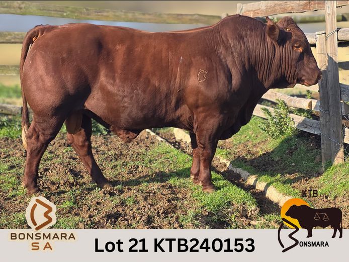KTB240153 | BOTTERFONTEIN ESTATES CC