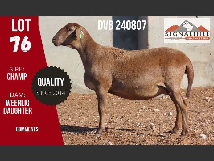 DVB 240807 | SIGNALBERG MEATMASTERS