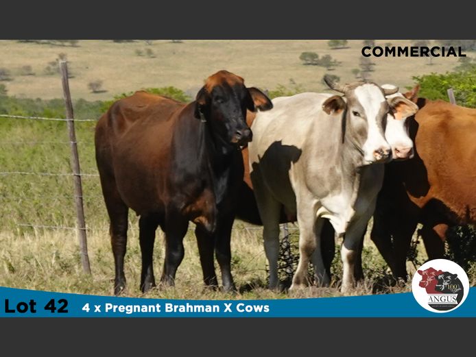 Commercial Females | Knott Farming