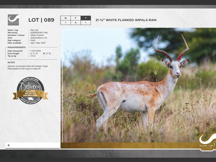 Impala - White Flanked | Woody Cape Wildlife (Pty) Ltd