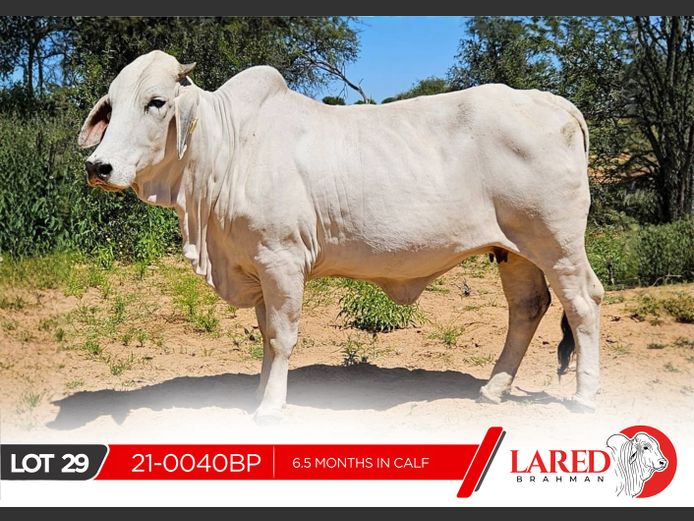 21-0040BP | LARED BRAHMAN
