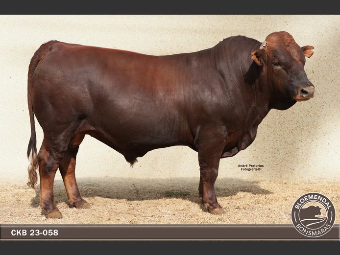 CKB 230058 | CHRIS KRUGELL BLOEMENDAL