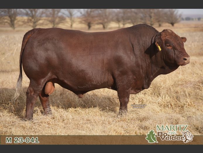 M230041 | Maritz Bovelders