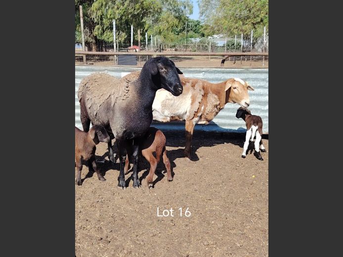 JAC 24-31 | Jacob's Share Meatmasters